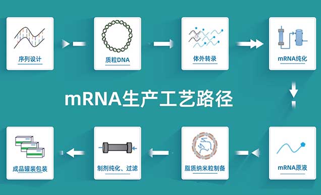 mRNA疫苗的生产工艺路径.jpg
