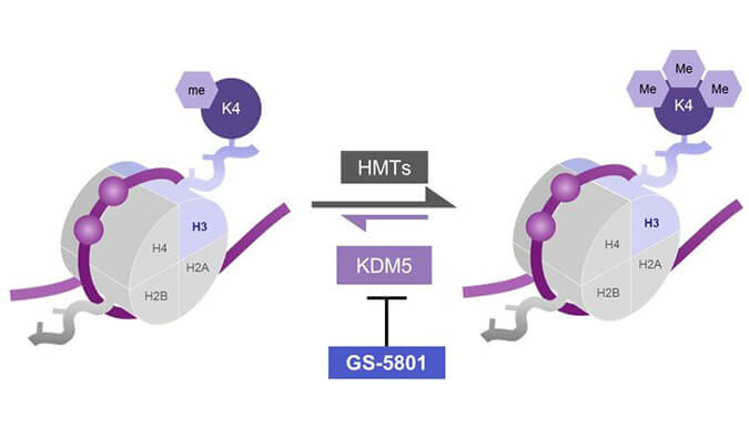 GS-5801是一种有效的KDM5抑制剂，具有抗HBV活性，GS-5801通过云顶yd222线路检测合成