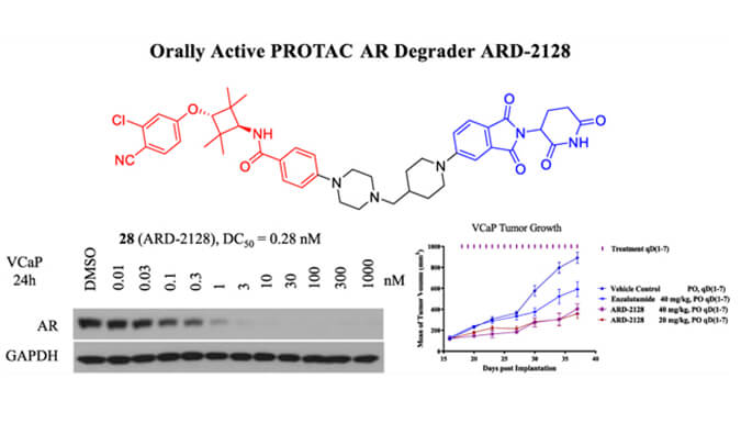 ARD-2128是一种PROTAC AR降解剂，具有出色的血浆和微粒体稳定性，体外稳定性和PK研究通过云顶yd222线路检测进行